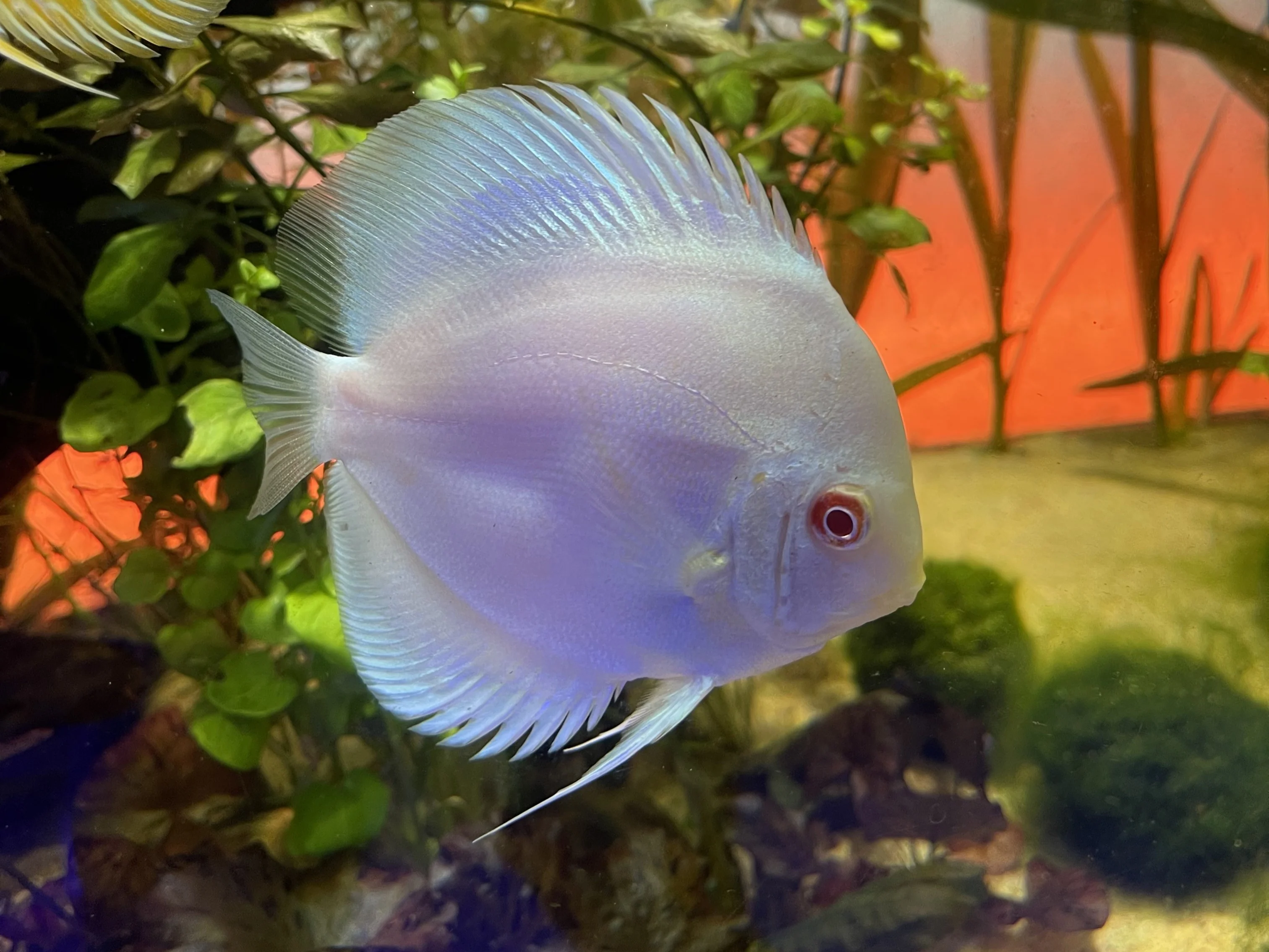 Albino Discus